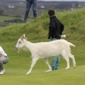 Meet your Posher, Sam